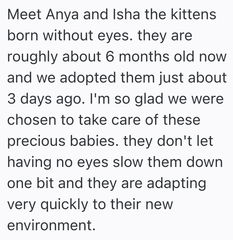 Meet Anya and Isha the kittens born without eyes. they are roughly about 6 months old now and we adopted them just about 3 days ago. I'm so glad we were chosen to take care of these precious babies. they don't let having no eyes slow them down one bit and they are adapting very quickly to their new environment.