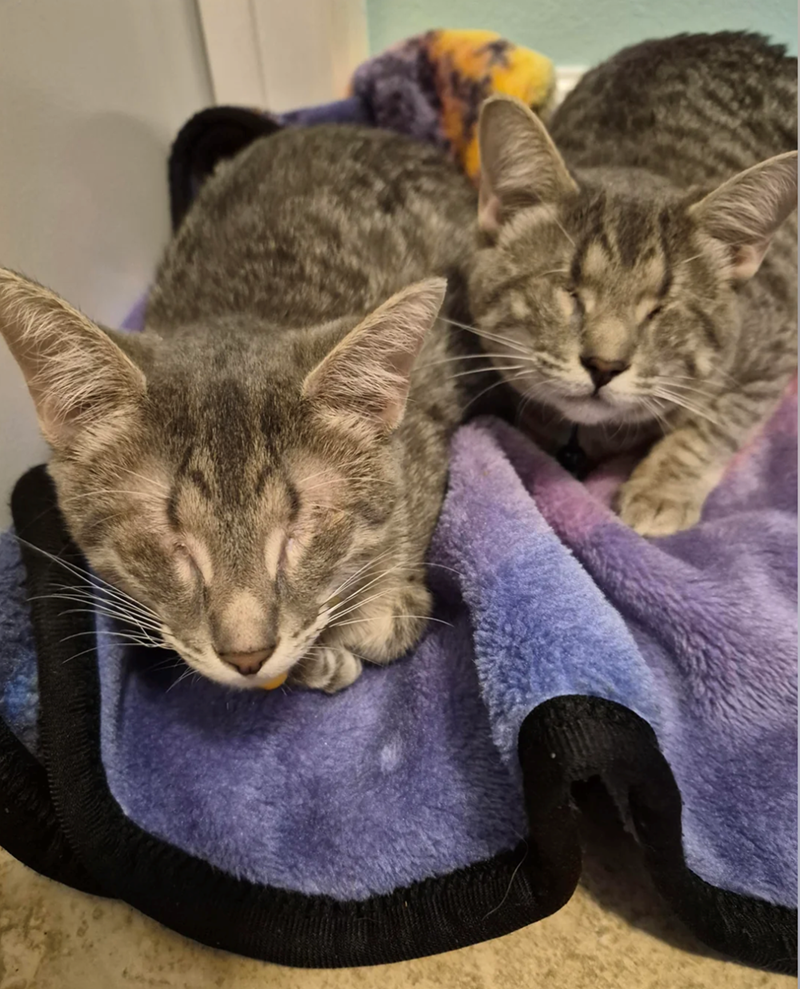 Cheezburger Image 10611936256