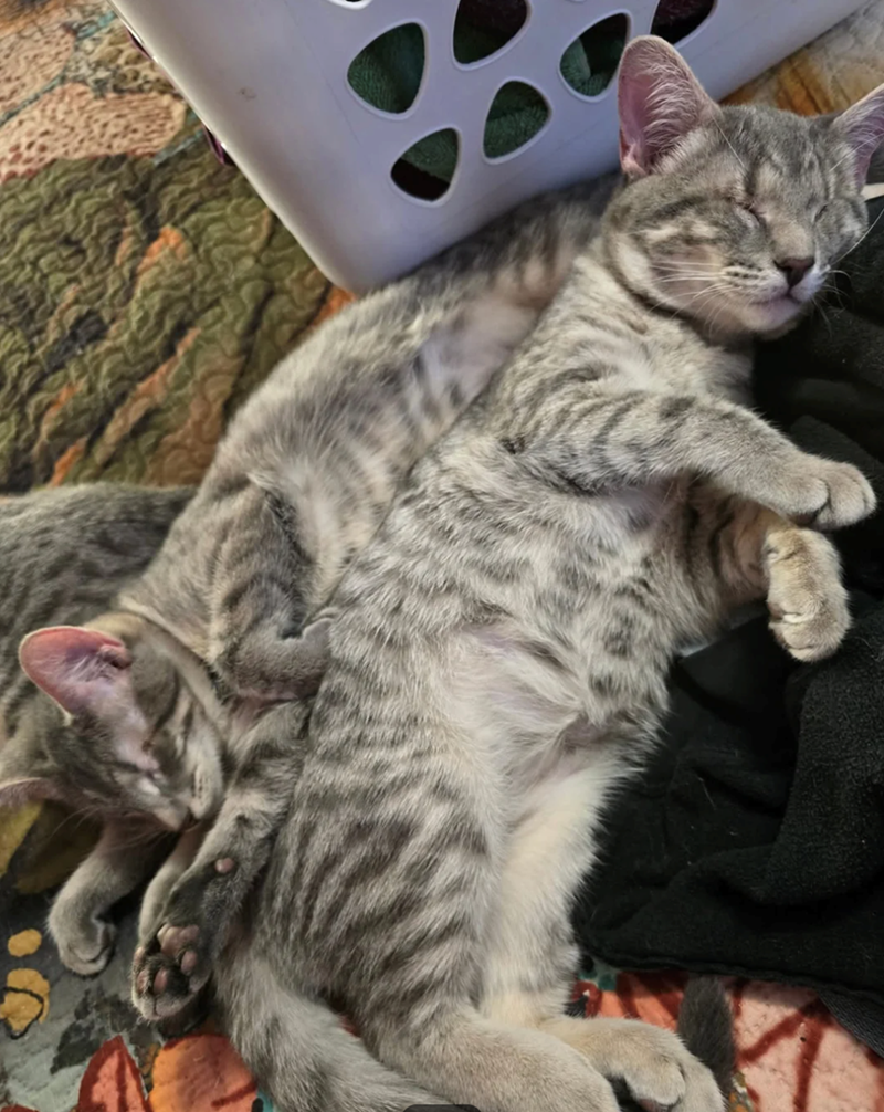 Cheezburger Image 10611936512