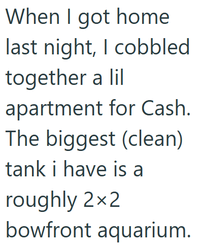 When I got home last night, I cobbled together a lil apartment for Cash. The biggest (clean) tank i have is a roughly 2×2 bowfront aquarium.