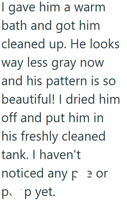 I gave him a warm bath and got him cleaned up. He looks way less gray now and his pattern is so beautiful! I dried him off and put him in his freshly cleaned tank. I haven't noticed any pe or pp yet.