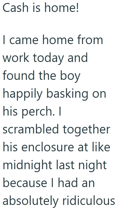 Cash is home! I came home from work today and found the boy happily basking on his perch. I scrambled together his enclosure at like midnight last night because I had an absolutely ridiculous