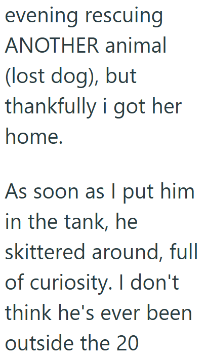 evening rescuing ANOTHER animal (lost dog), but thankfully i got her home. As soon as I put him in the tank, he skittered around, full of curiosity. I don't think he's ever been outside the 20