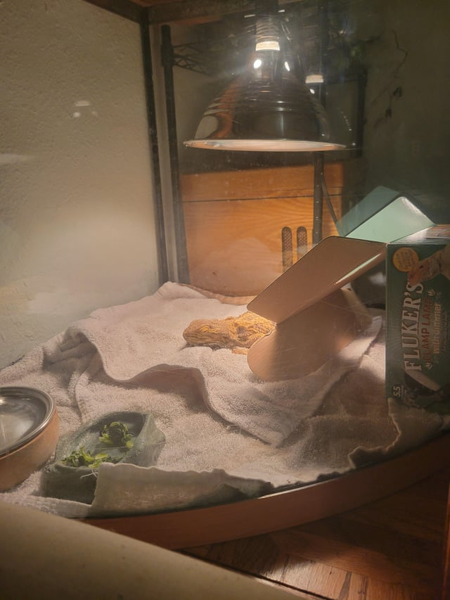 5.5 FLUKER'S LAMP LAMB with dimmer