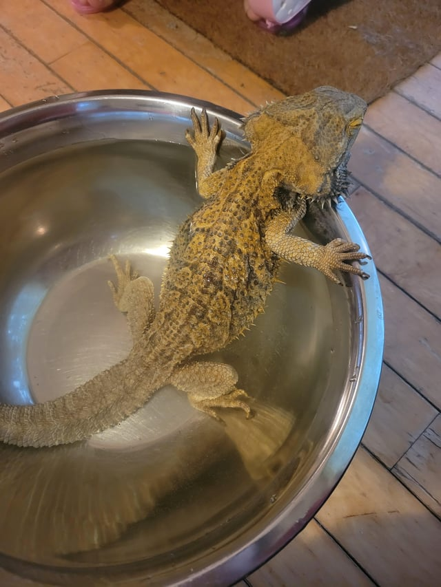 Cheezburger Image 10611945984