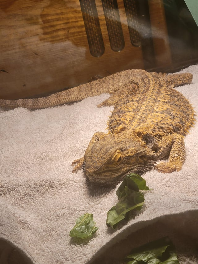 Cheezburger Image 10611946240