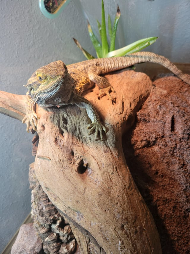 Cheezburger Image 10611946496