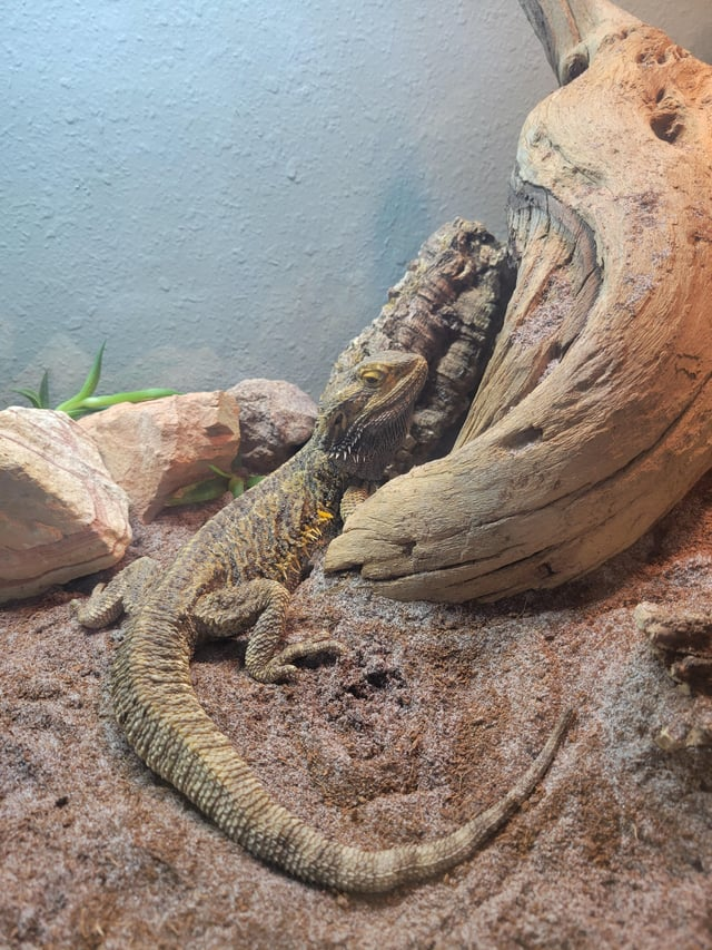 Cheezburger Image 10611947264