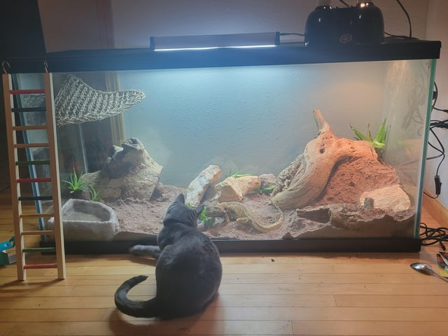 Cheezburger Image 10611947776