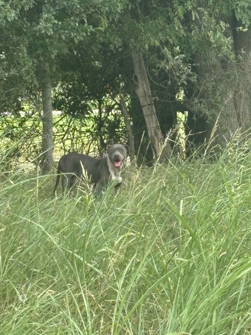 Cheezburger Image 10611950848