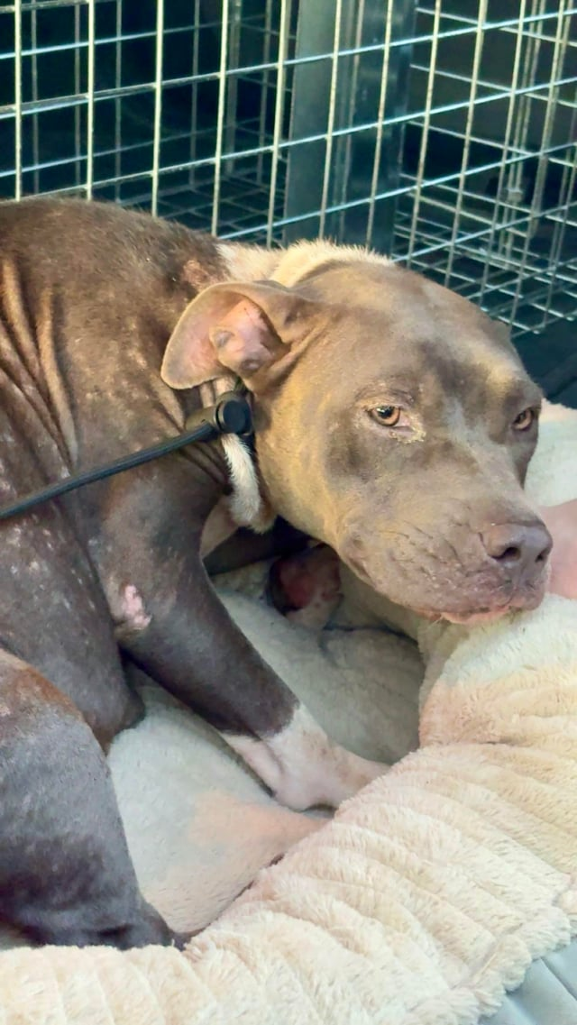 Cheezburger Image 10611951104