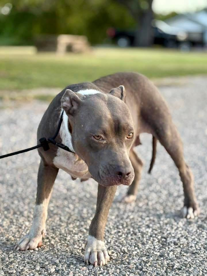 Cheezburger Image 10611951360