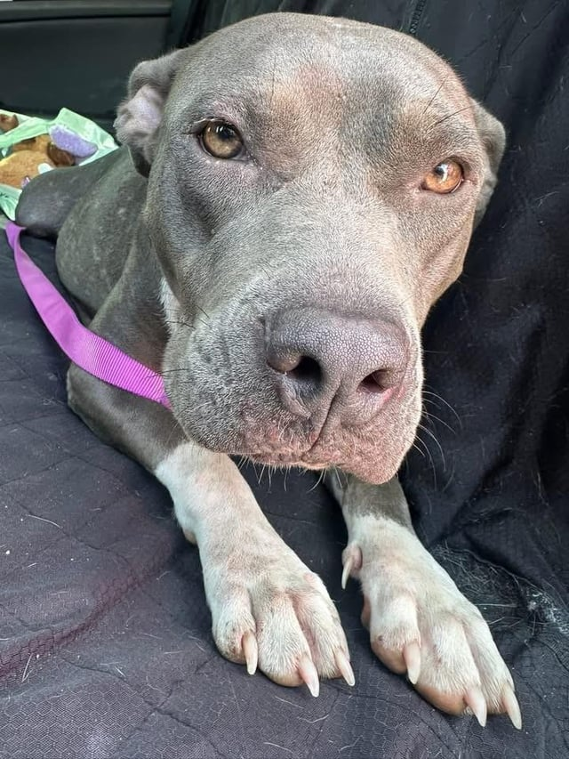 Cheezburger Image 10611952128