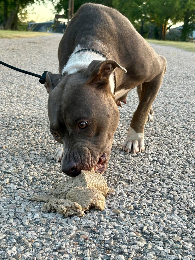 Cheezburger Image 10611952896