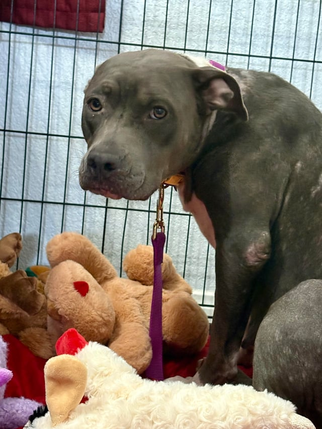 Cheezburger Image 10611954688