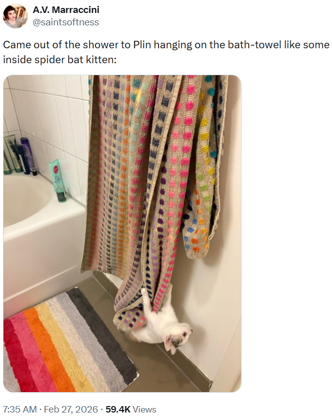 A.V. Marraccini @saintsoftness Came out of the shower to Plin hanging on the bath-towel like some inside spider bat kitten: . 7:35 AM • Feb 27, 2026 59.4K Views .
