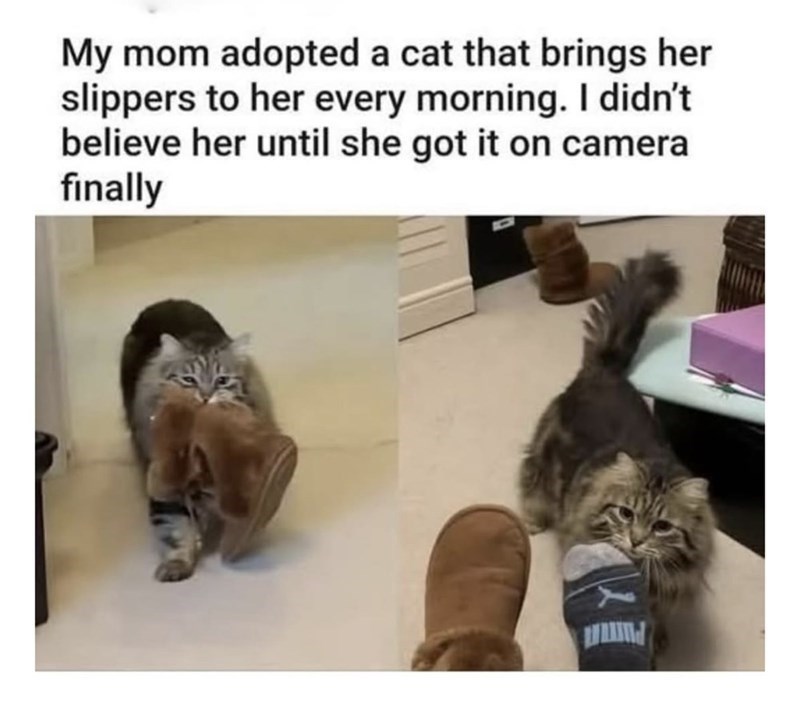 My mom adopted a cat that brings her slippers to her every morning. I didn't believe her until she got it on camera finally