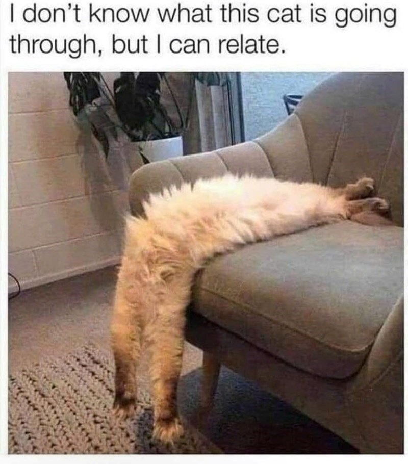 I don't know what this cat is going through, but I can relate. F