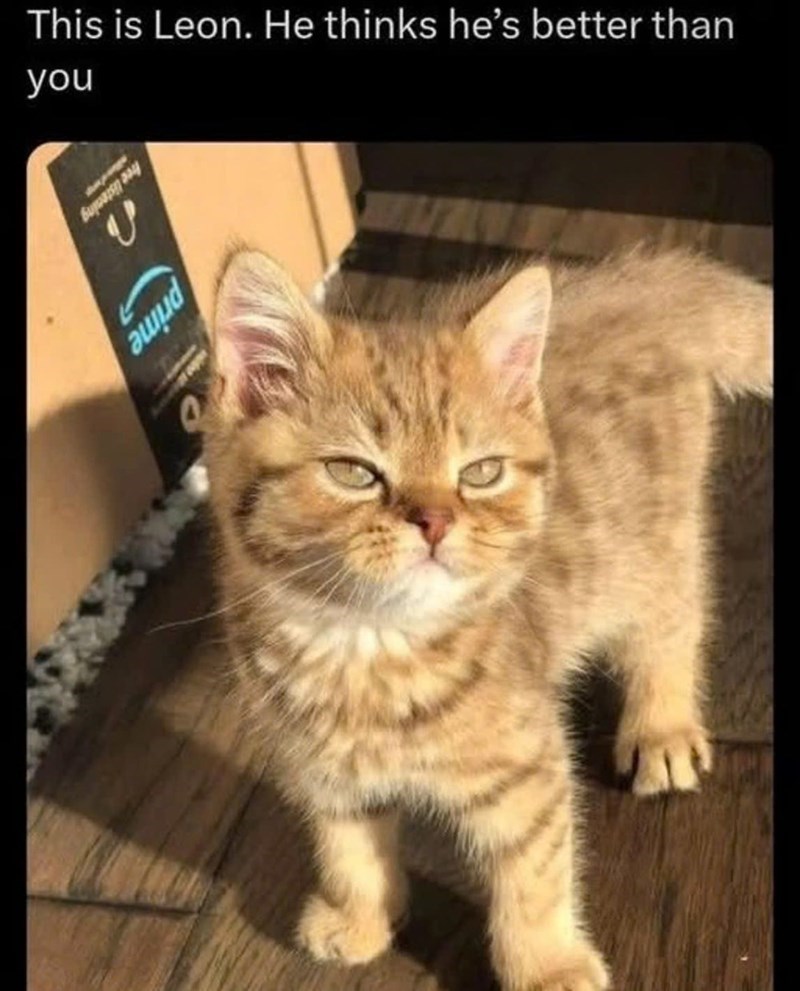 This is Leon. He thinks he's better than you Buy prime