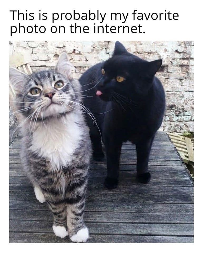 This is probably my favorite photo on the internet.