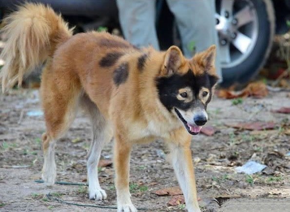 Cheezburger Image 10611963904