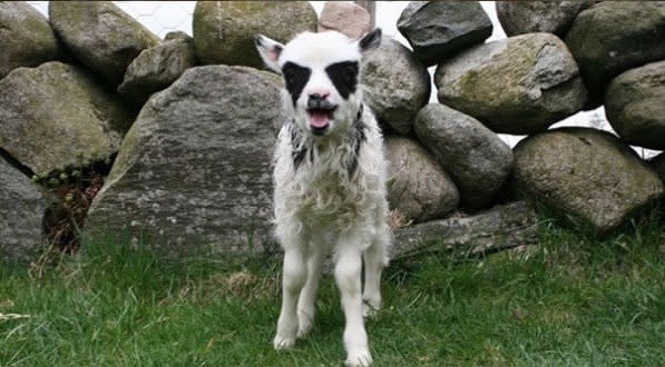 Cheezburger Image 10611965440