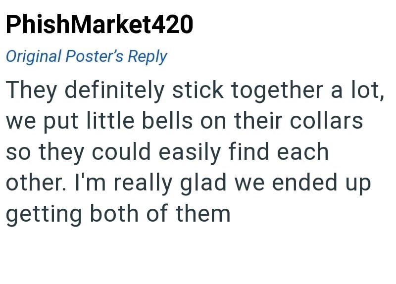PhishMarket420 Original Poster's Reply They definitely stick together a lot, we put little bells on their collars so they could easily find each other. I'm really glad we ended up getting both of them