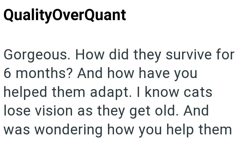 QualityOverQuant Gorgeous. How did they survive for 6 months? And how have you helped them adapt. I know cats lose vision as they get old. And was wondering how you help them