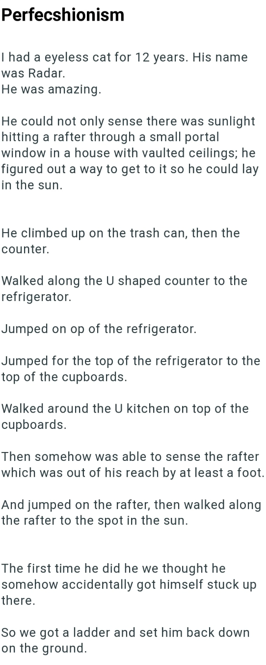 Perfecshionism I had a eyeless cat for 12 years. was Radar. He was amazing. His name He could not only sense there was sunlight hitting a rafter through a small portal window in a house with vaulted ceilings; he figured out a way to get to it so he could lay in the sun. He climbed up on the trash can, then the counter. Walked along the U shaped counter to the refrigerator. Jumped on op of the refrigerator. Jumped for the top of the refrigerator to the top of the cupboards. Walked around the U ki