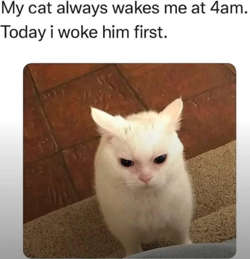 My cat always wakes me at 4am. Today i woke him first.