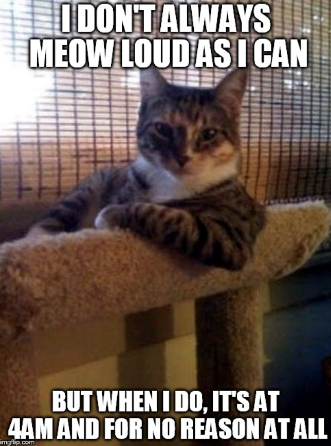 I DON'T ALWAYS MEOW LOUD AS I CAN BUT WHEN I DO, IT'S AT 4AM AND FOR NO REASON AT ALL imgflip.com