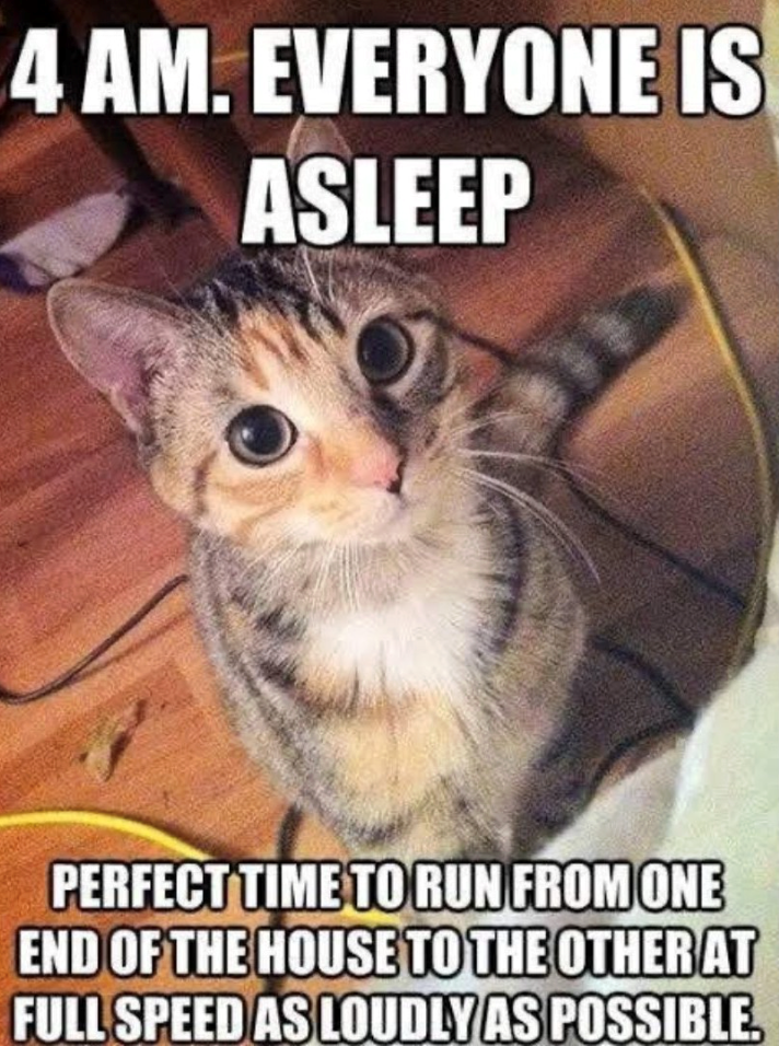 4 AM. EVERYONE IS ASLEEP PERFECT TIME TO RUN FROM ONE END OF THE HOUSE TO THE OTHER AT FULL SPEED AS LOUDLY AS POSSIBLE.