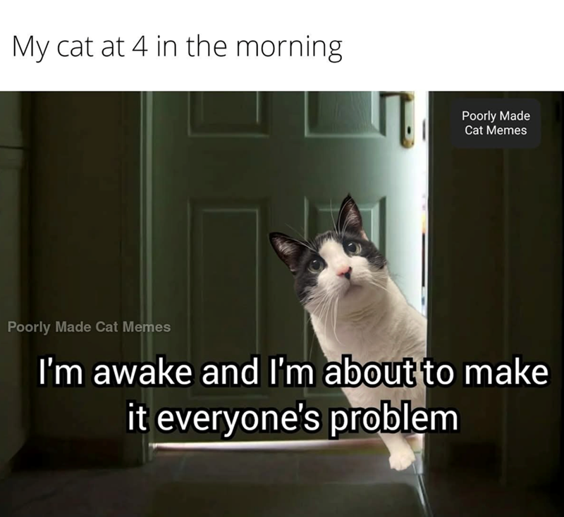 My cat at 4 in the morning Poorly Made Cat Memes Poorly Made Cat Memes I'm awake and I'm about to make it everyone's problem