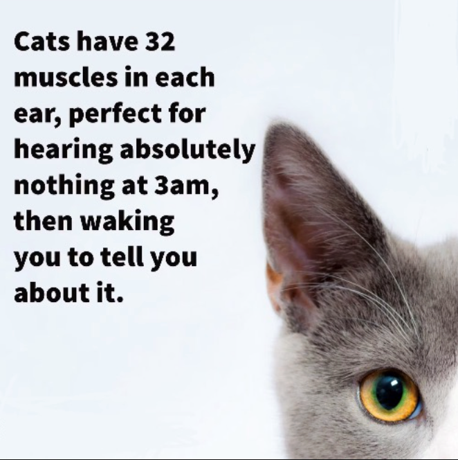Cats have 32 muscles in each ear, perfect for hearing absolutely nothing at 3am, then waking you to tell you about it.