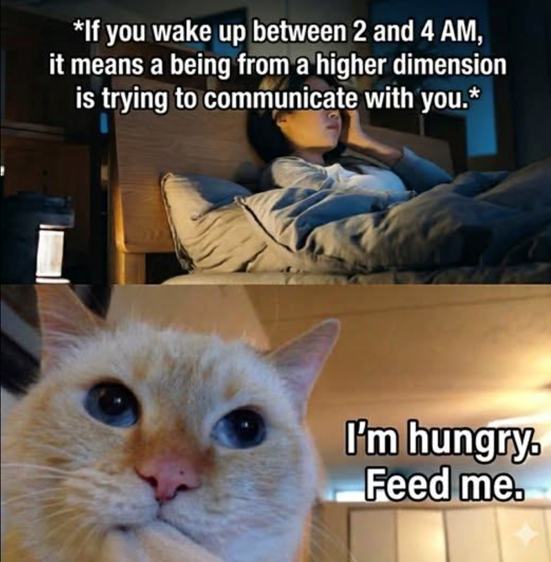 *If you wake up between 2 and 4 AM, it means a being from a higher dimension is trying to communicate with you.* I'm hungry. Feed me.