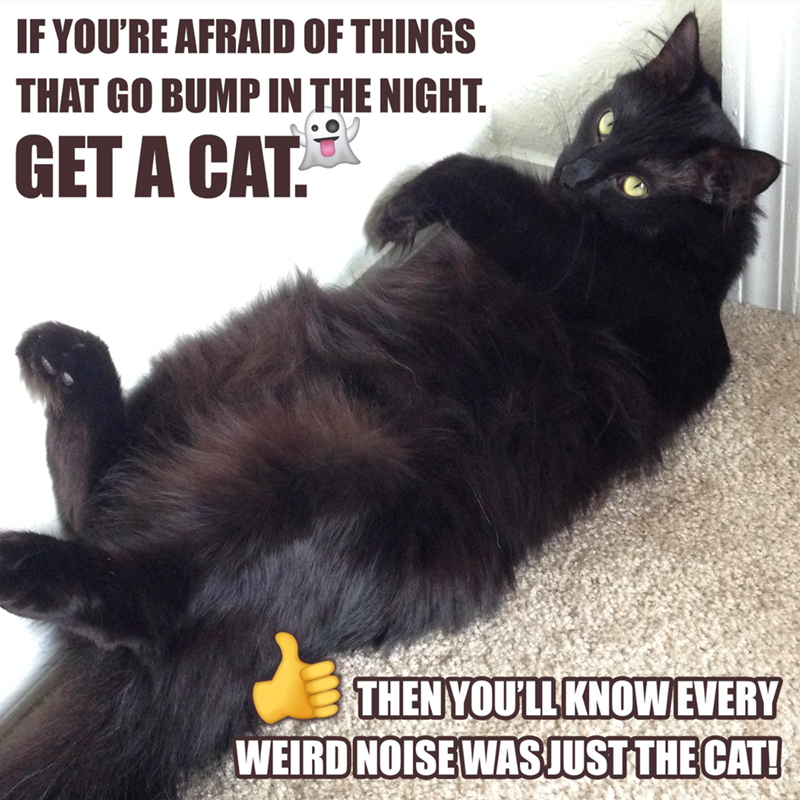 IF YOU'RE AFRAID OF THINGS THAT GO BUMP IN THE NIGHT. GET A CAT. THEN YOU'LL KNOW EVERY WEIRD NOISE WAS JUST THE CAT!