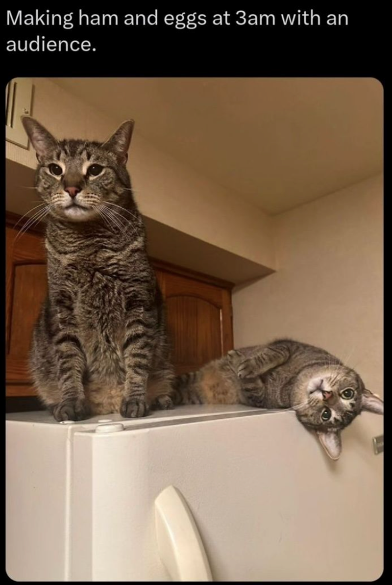 Making ham and eggs at 3am with an audience.