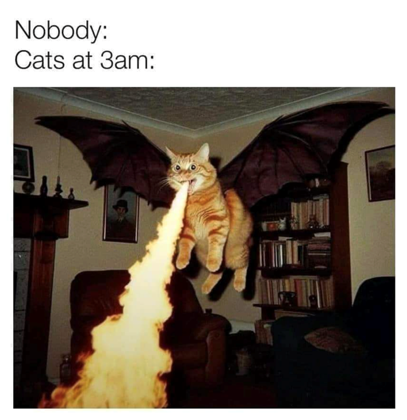 Nobody: Cats at 3am: