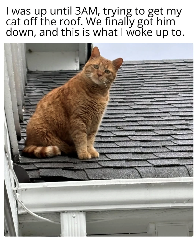 I was up until 3AM, trying to get my cat off the roof. We finally got him down, and this is what I woke up to.