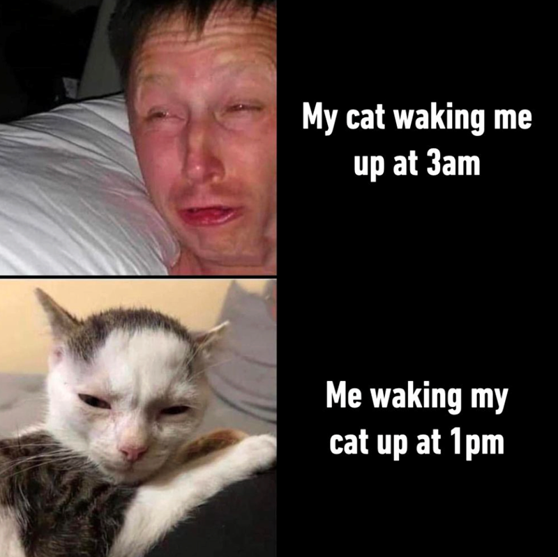 My cat waking me up at 3am Me waking my cat up at 1pm