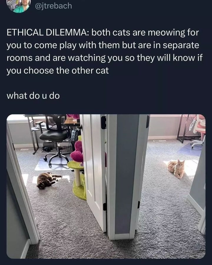 @jtrebach ETHICAL DILEMMA: both cats are meowing for you to come play with them but are in separate rooms and are watching you so they will know if you choose the other cat what do u do