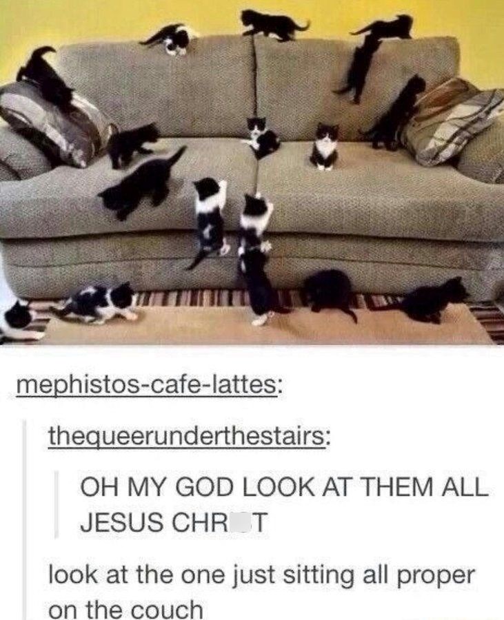 mephistos-cafe-lattes: thequeerunderthestairs: OH MY GOD LOOK AT THEM ALL JESUS CHROT look at the one just sitting all proper on the couch
