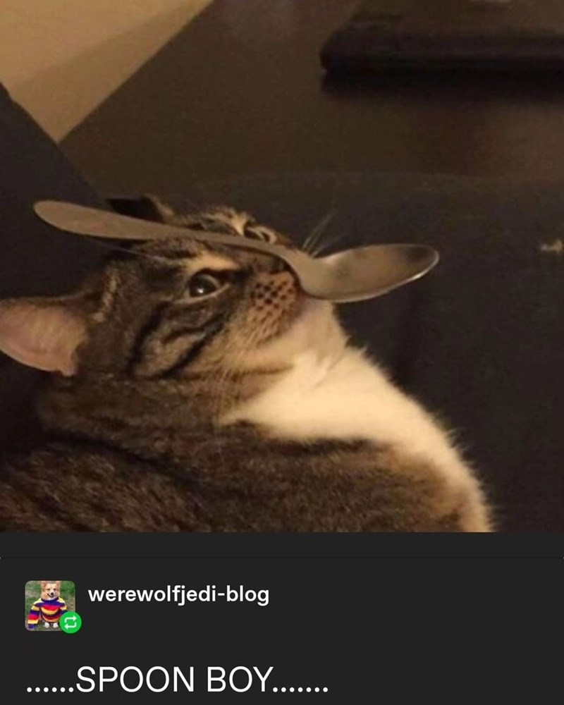 werewolfjedi-blog ......SPOON BOY.......