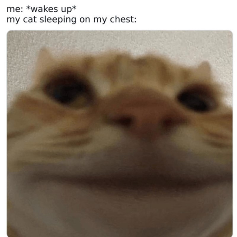 me: *wakes up✶ my cat sleeping on my chest: