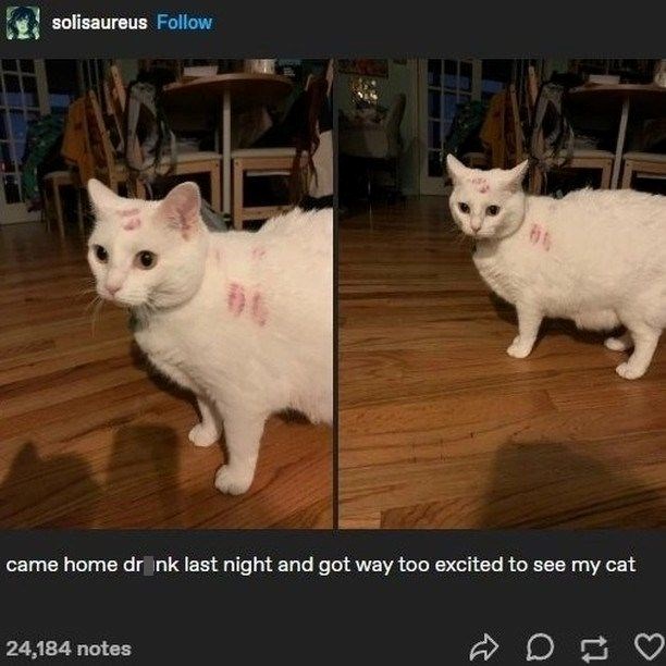 solisaureus Follow 66 came home drink last night and got way too excited to see my cat 24,184 notes D