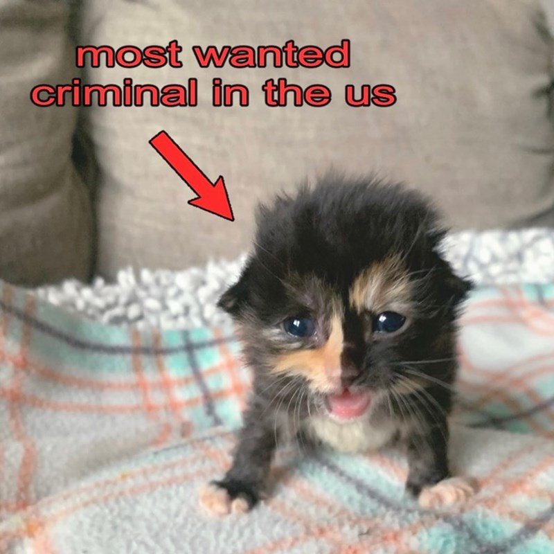 most wanted criminal in the us