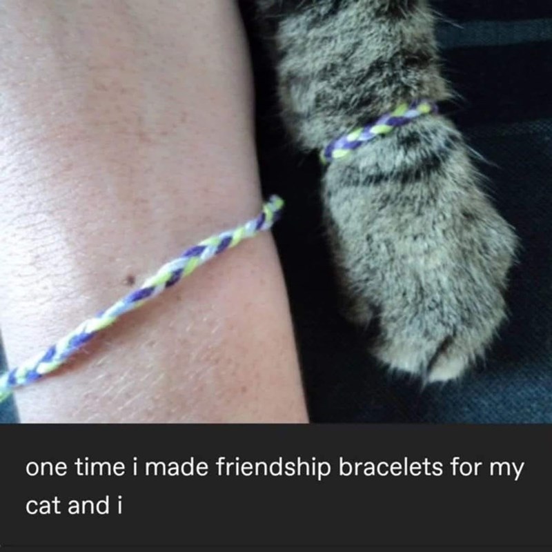 one time i made friendship bracelets for my cat and i