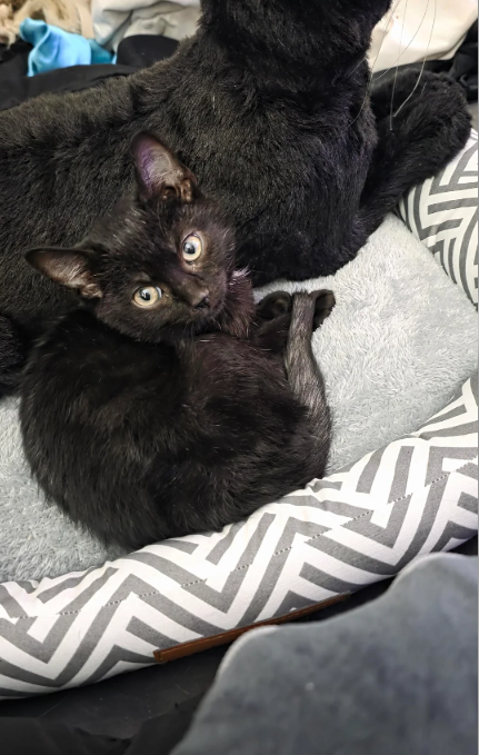 Cheezburger Image 10611993088