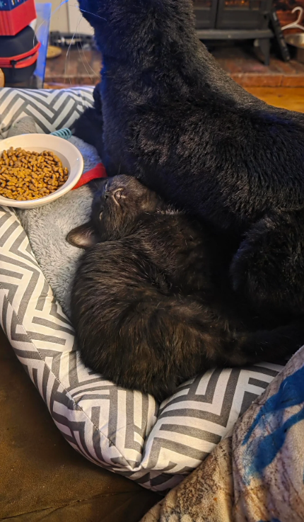 Cheezburger Image 10611993856