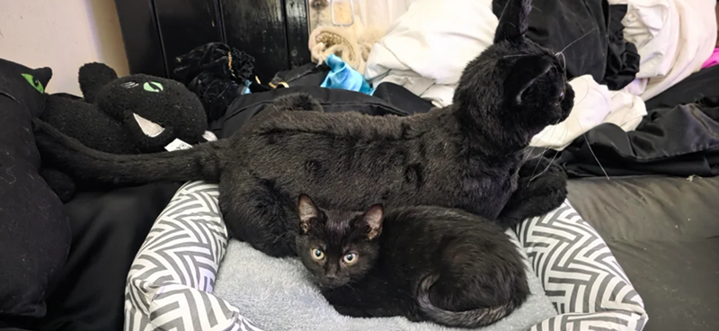 Cheezburger Image 10611994112